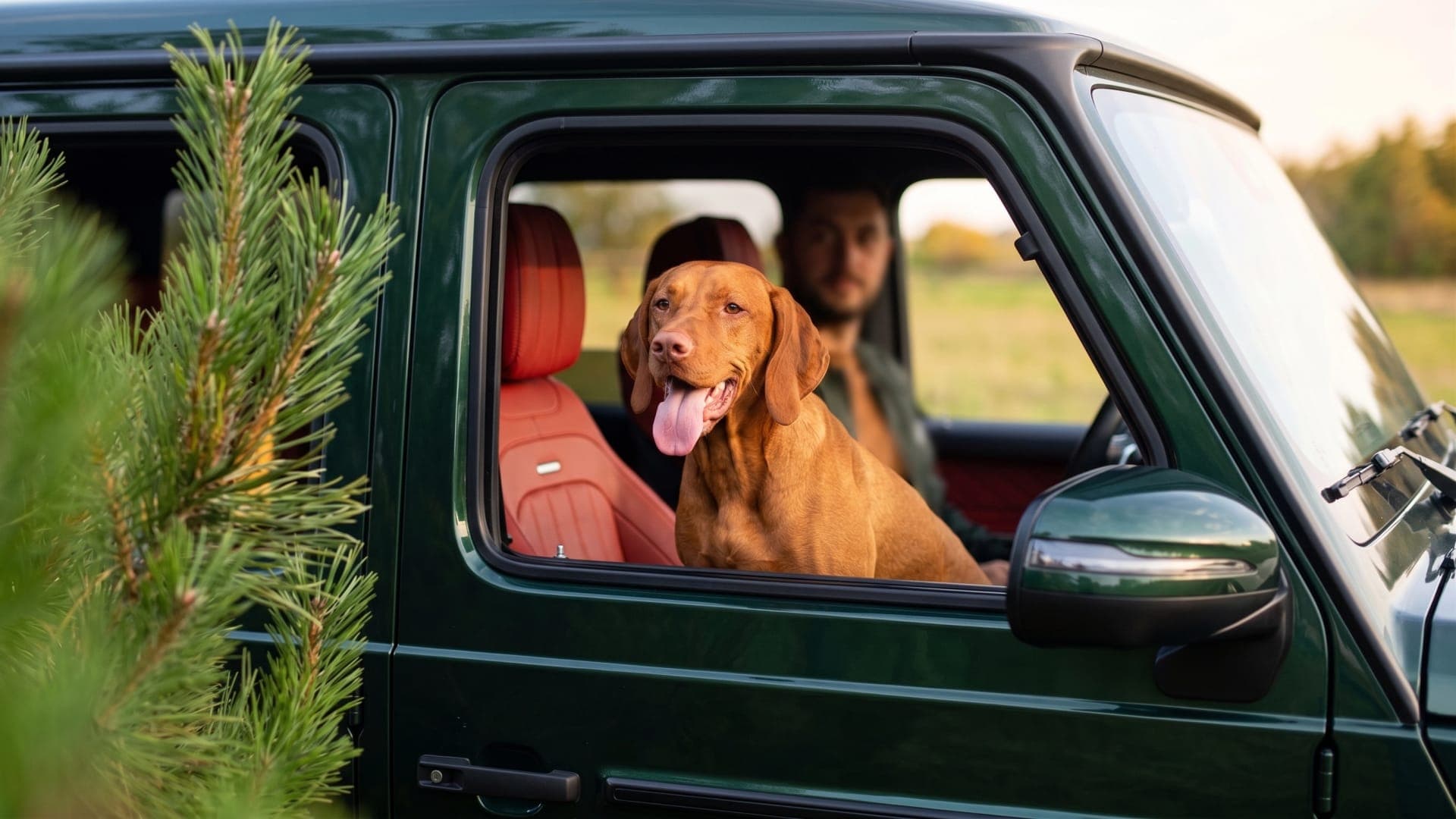Je hond veilig en legaal meenemen in de auto